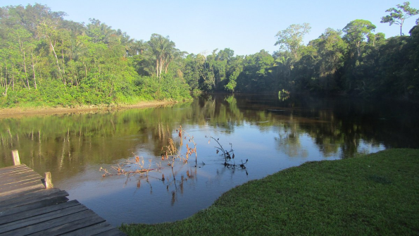 A Traveler’s Guide to the Flora and Fauna of Ecuador’s Amazon
