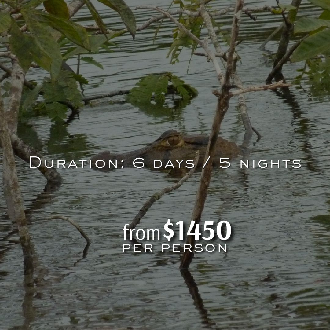 Highlights: Spot the exclusive and majestic Pink & Grey River Dolphins in the wild.